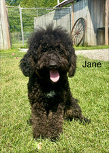 JANE    (Jeorgia's PINK Collar)