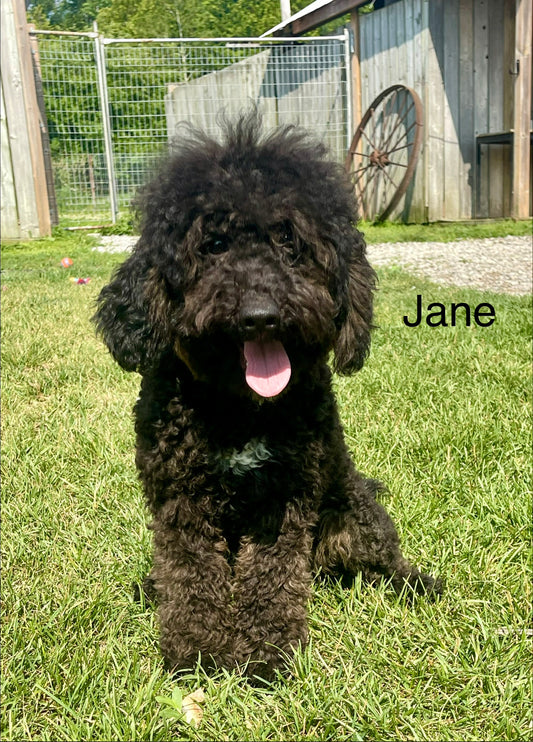 JANE    (Jeorgia's PINK Collar)