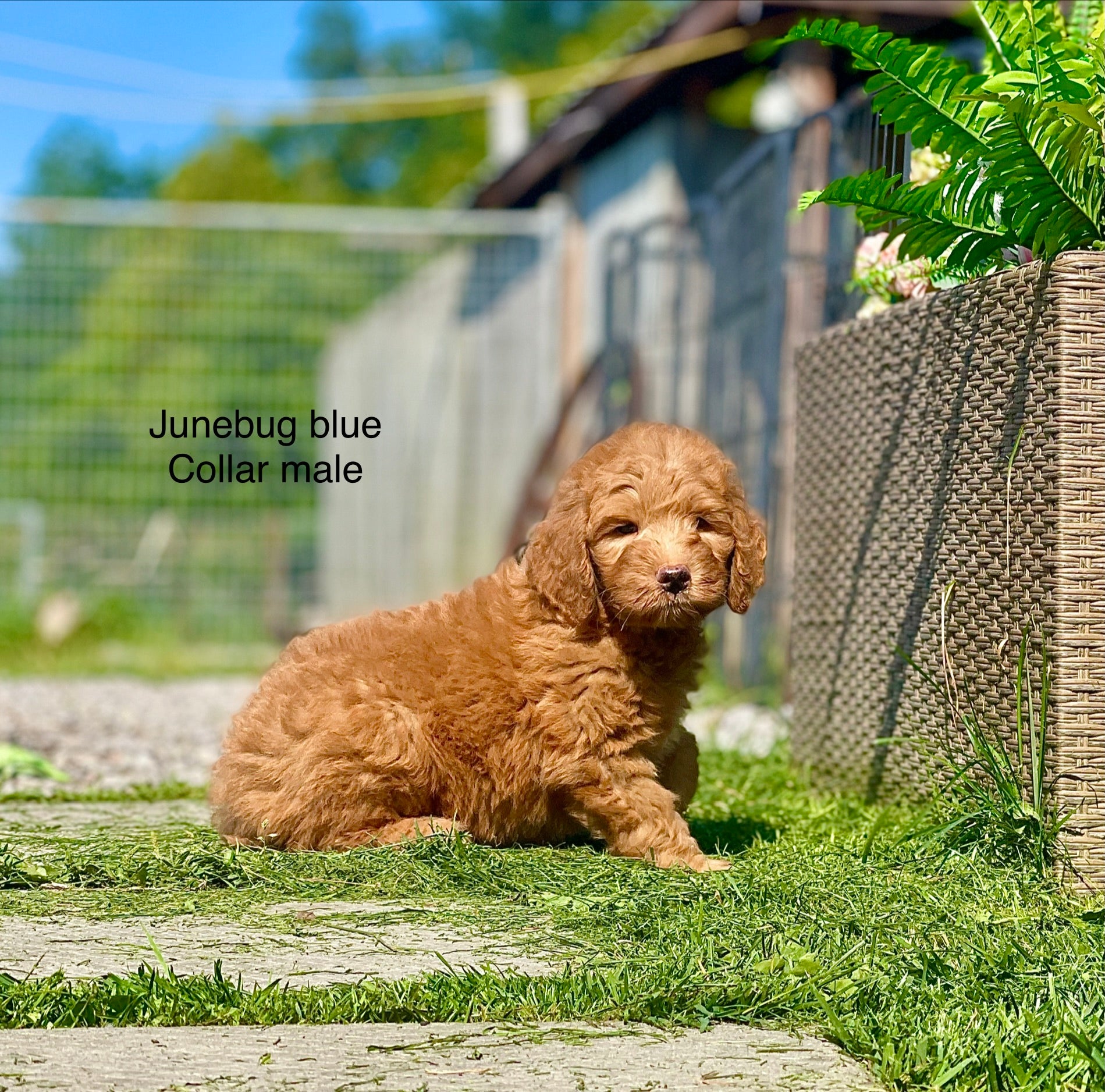 June Bug's Blue Collar