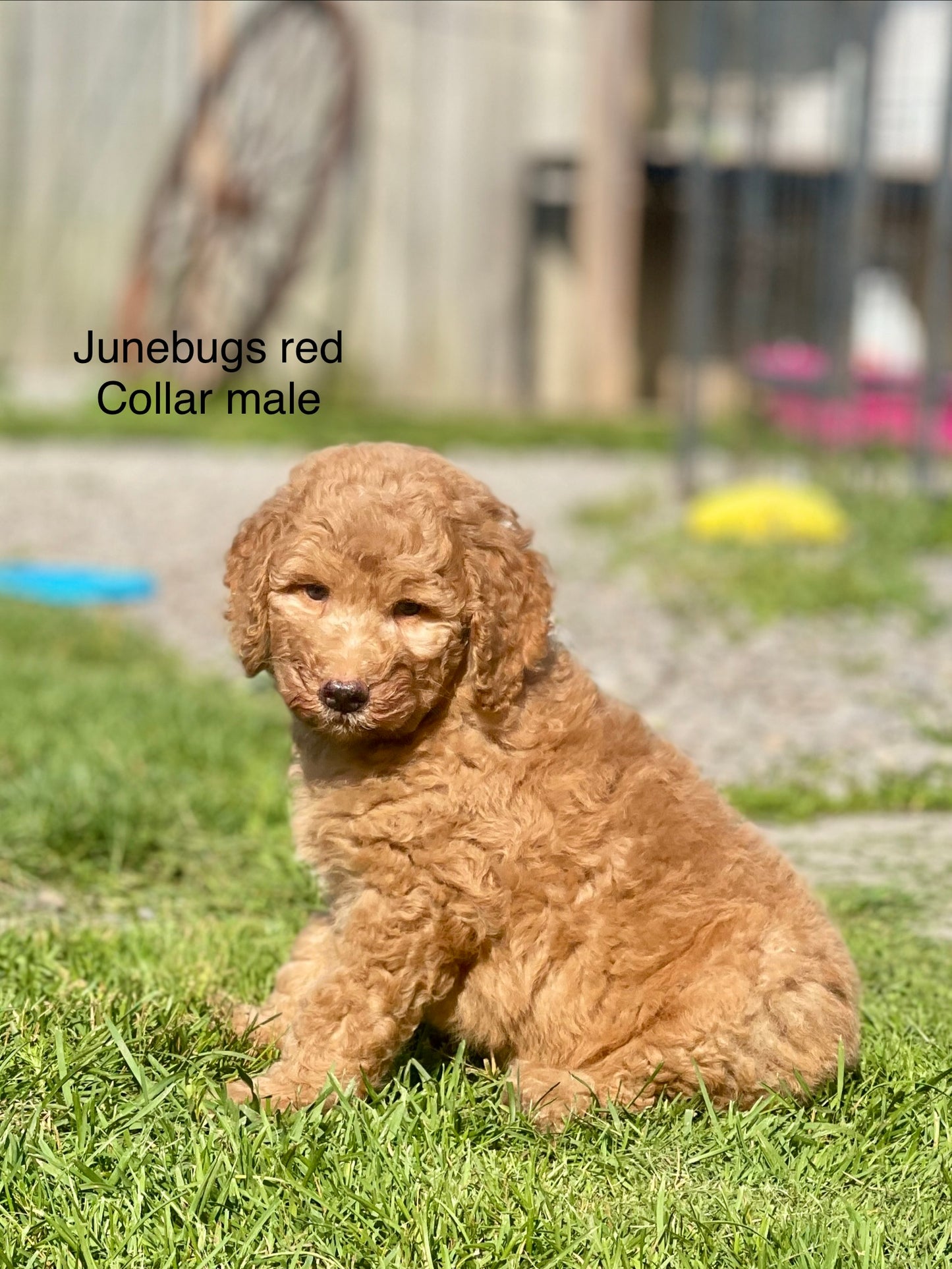 June Bug's Red Collar