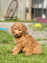 June Bug's Red Collar