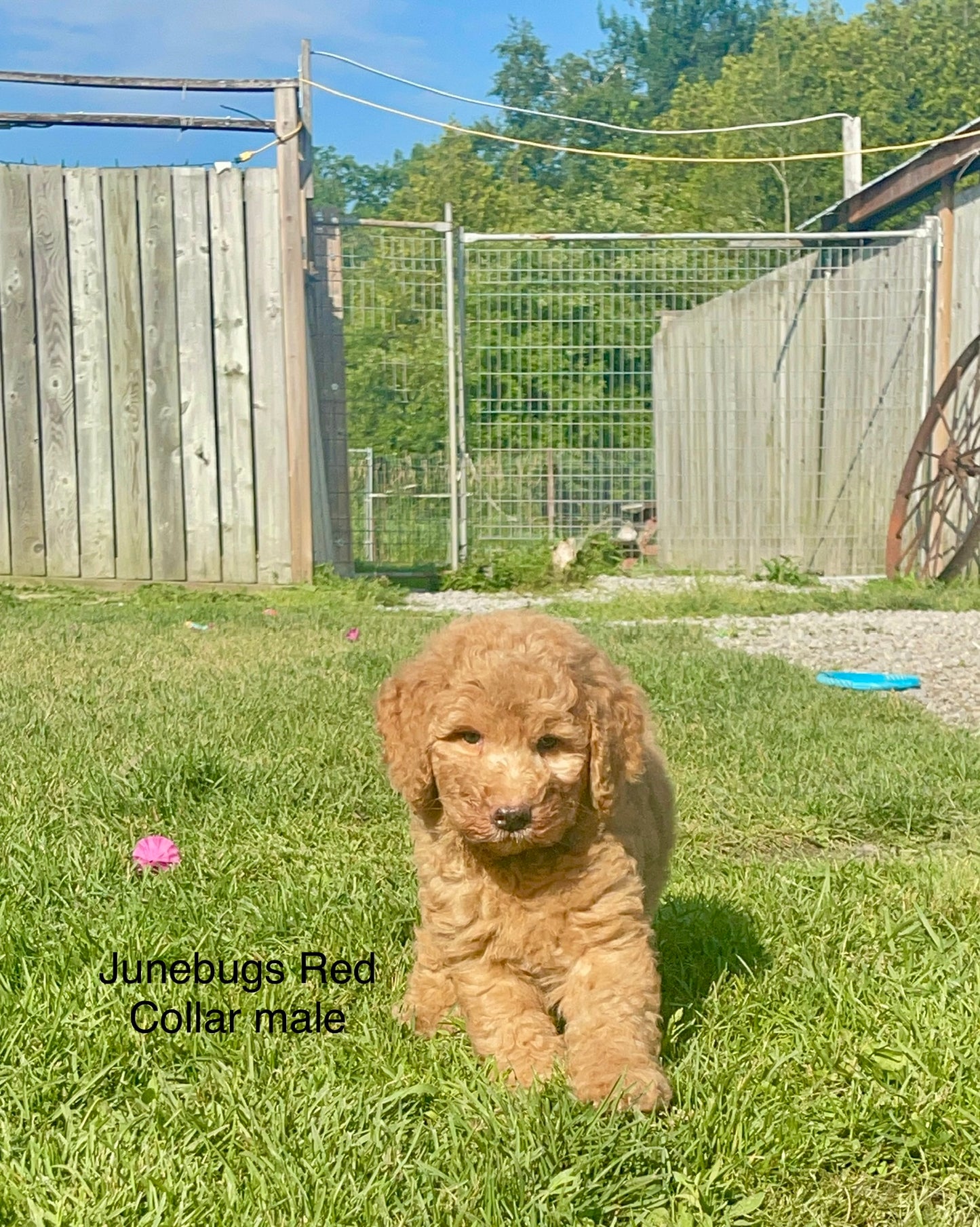 June Bug's Red Collar