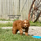June Bug's Black Collar