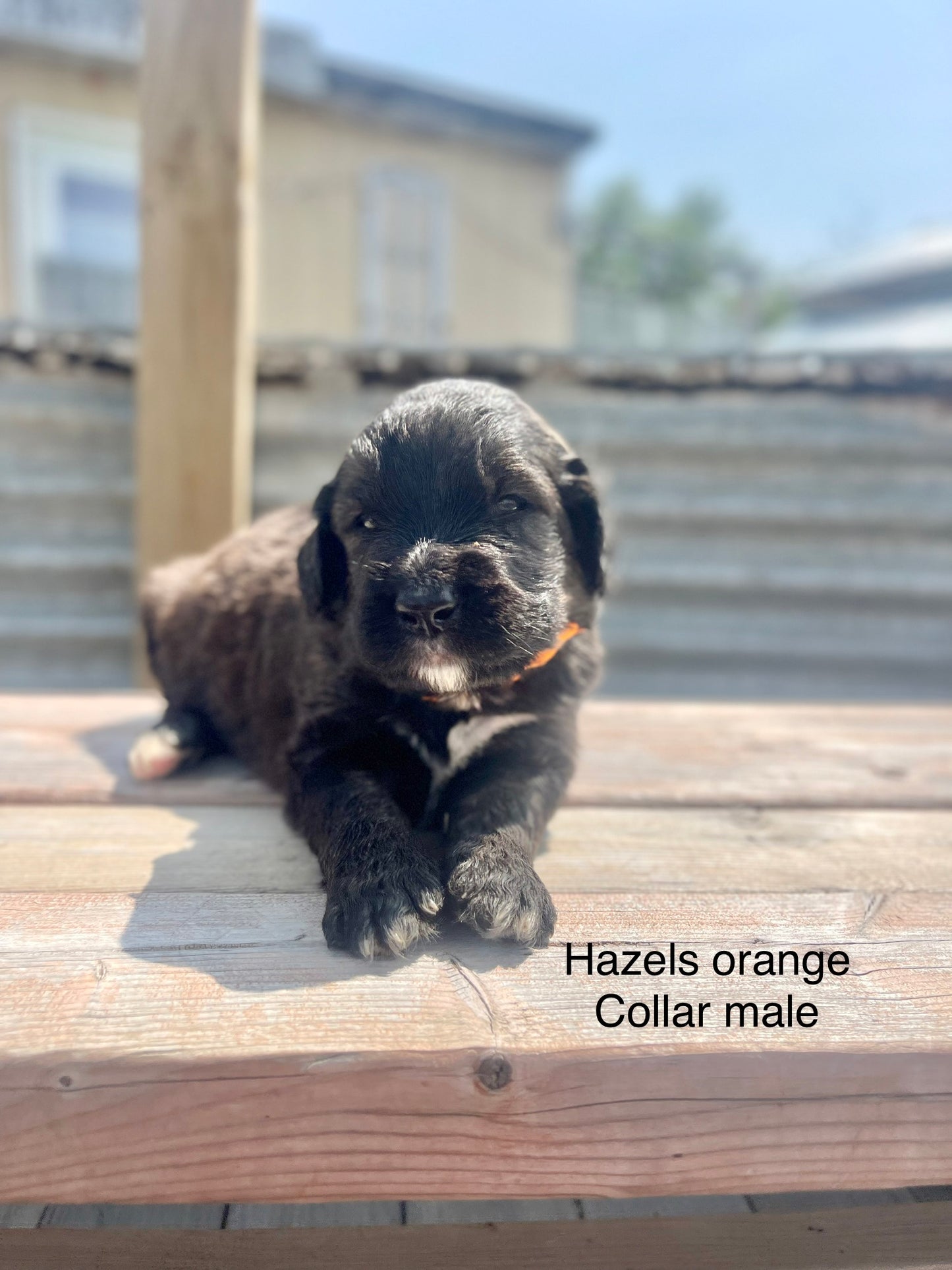 Hazel's Orange Collar