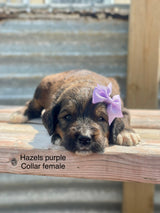 Hazel's Purple Collar