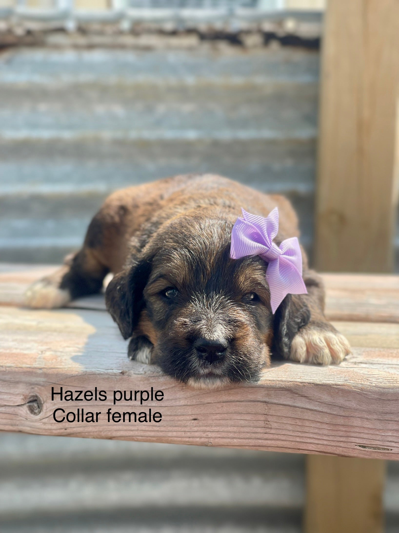 Hazel's Purple Collar