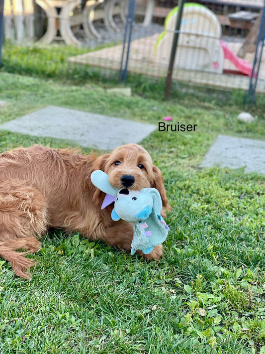 Bruiser
