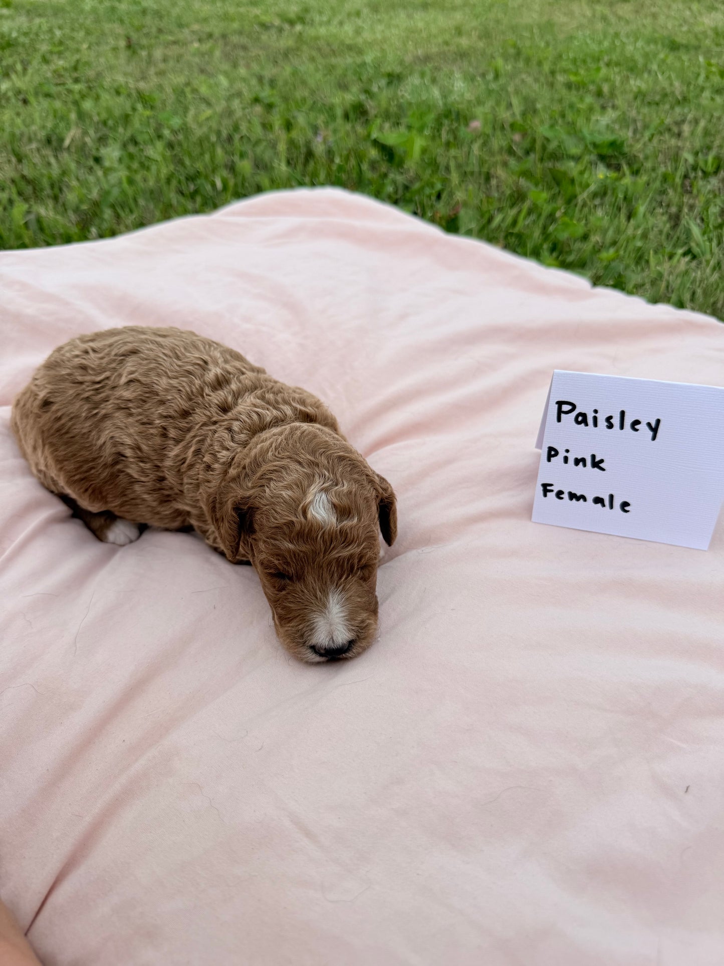 Paisley's Pink Collar