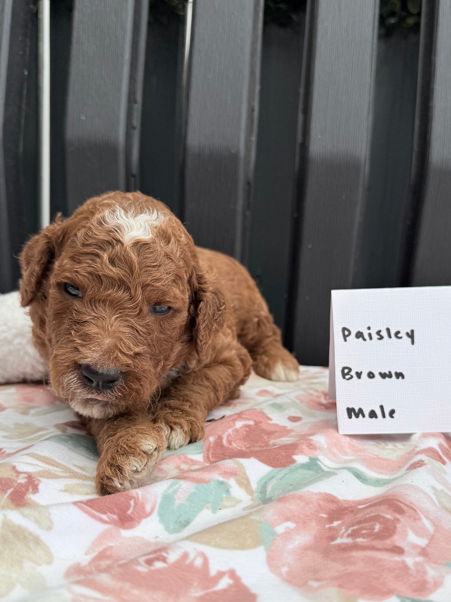 Paisley's Brown Collar