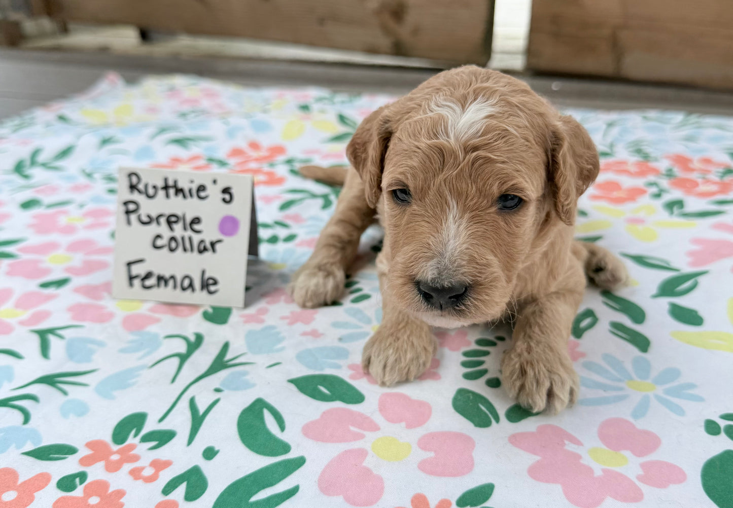 Ruthie's Purple Collar