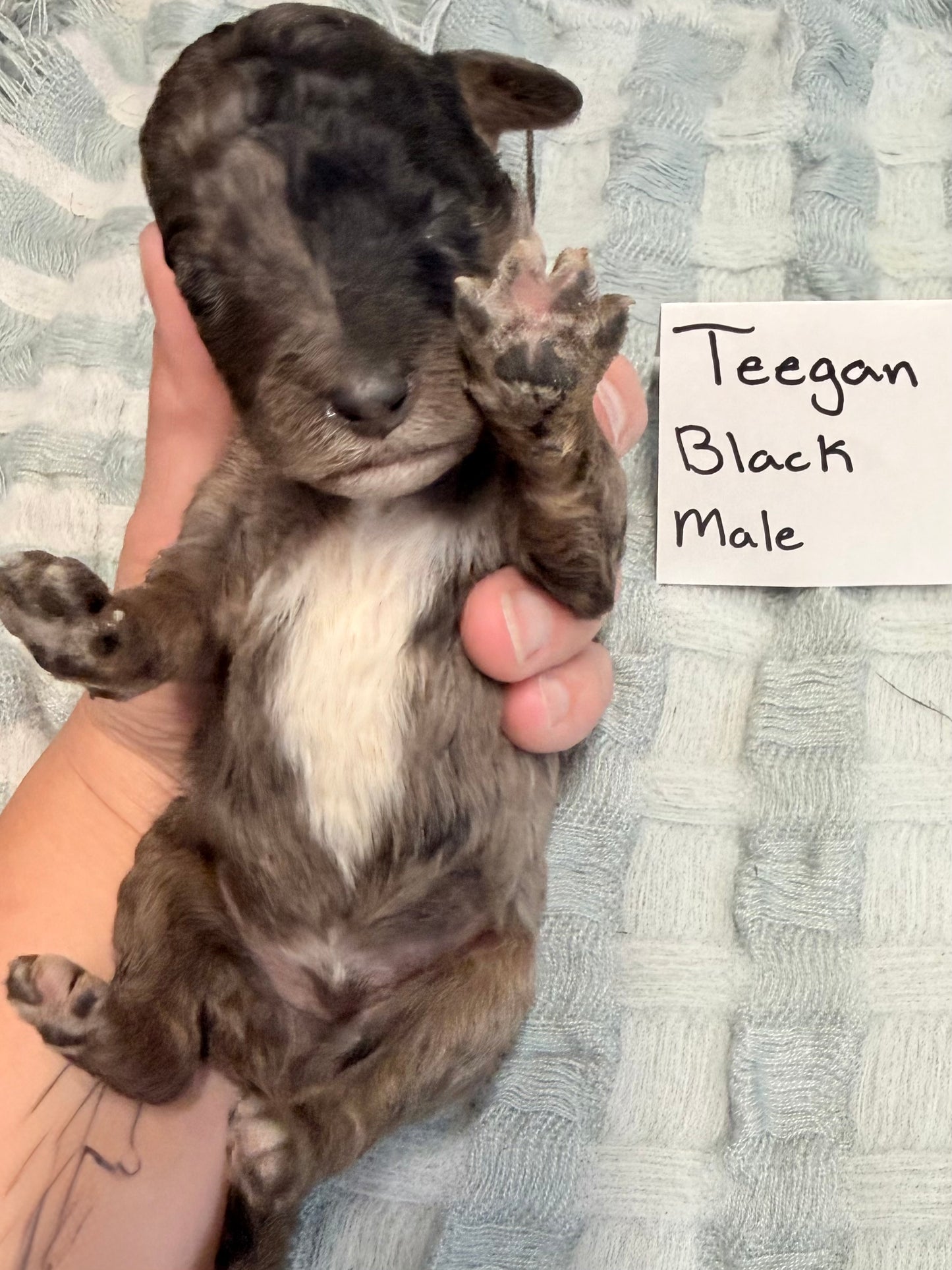 Teegan Black Collar Male