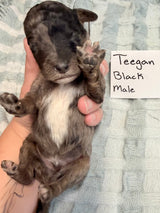 Teegan Black Collar Male