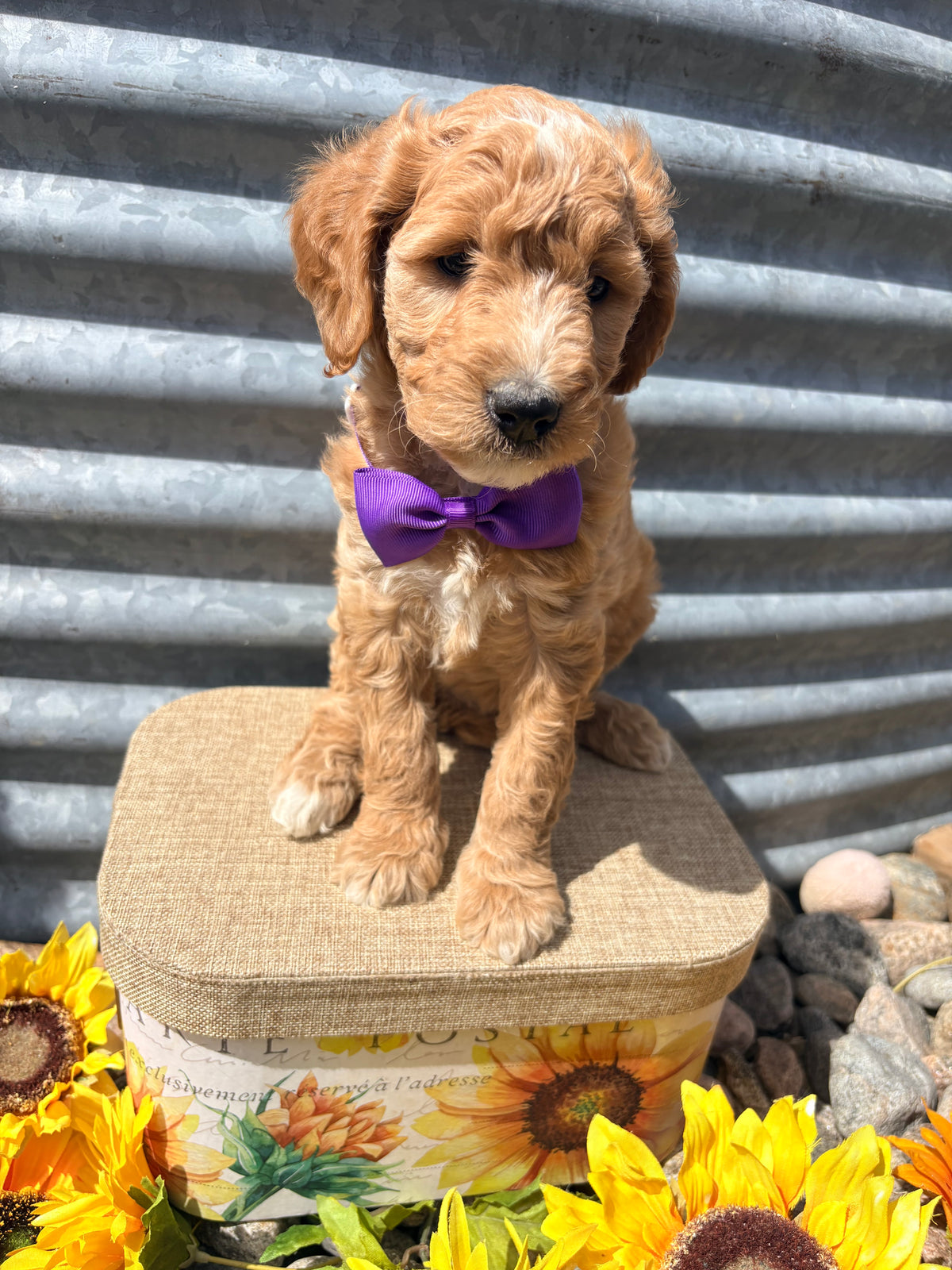 Ruthie's Purple Collar