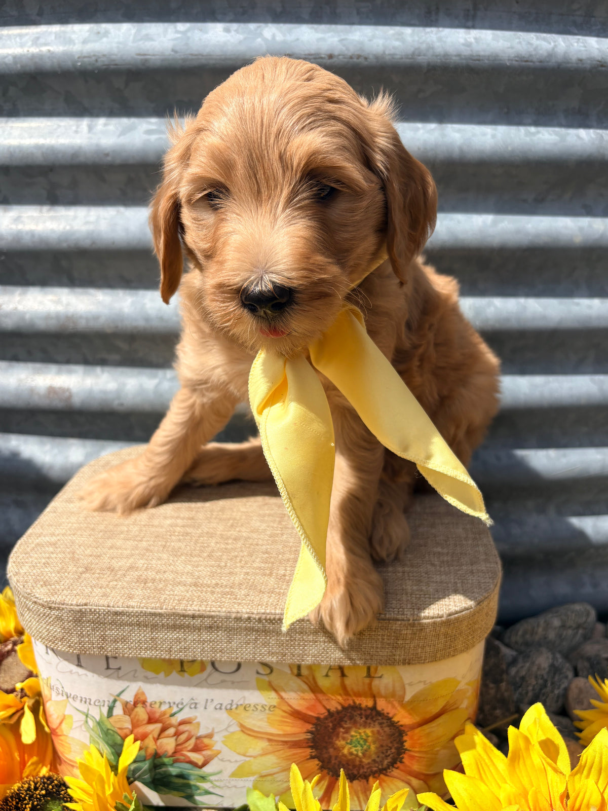 Ruthie's Yellow Collar