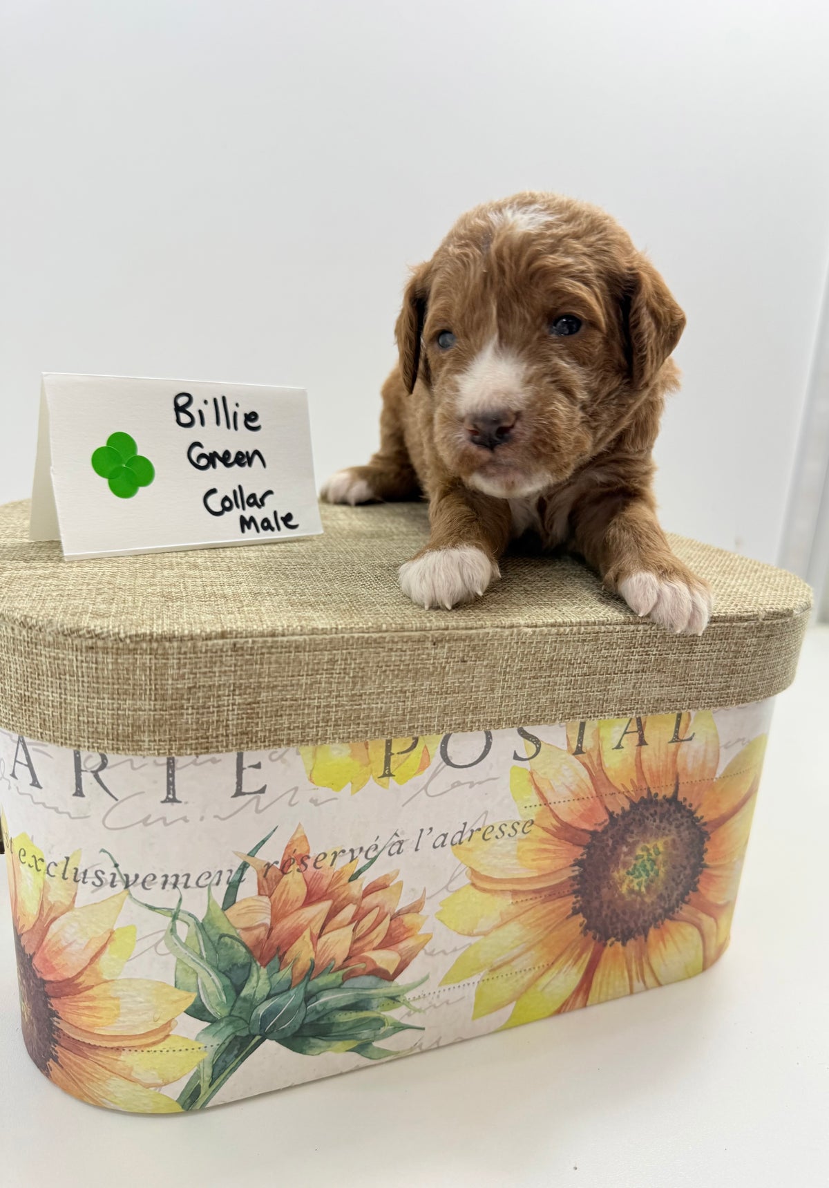 Billie's Green Collar Male