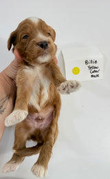 Billie's Yellow Collar Male