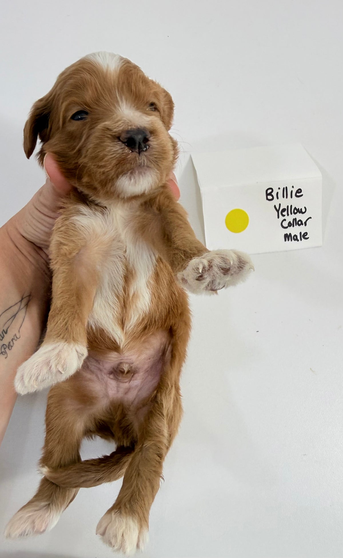 Billie's Yellow Collar Male