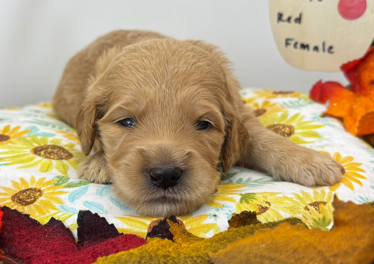 Paris Red Collar Female