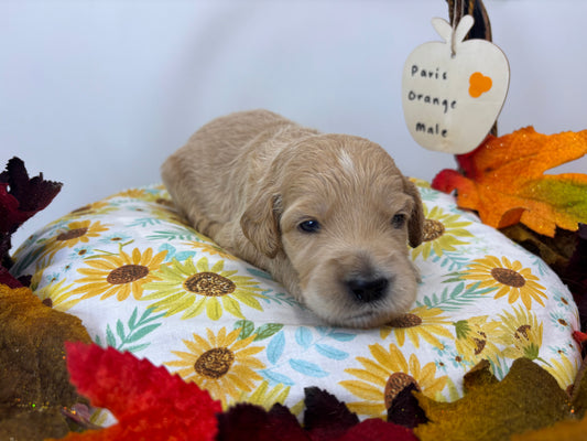 Paris Orange Collar Male