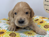 Paris Orange Collar Male