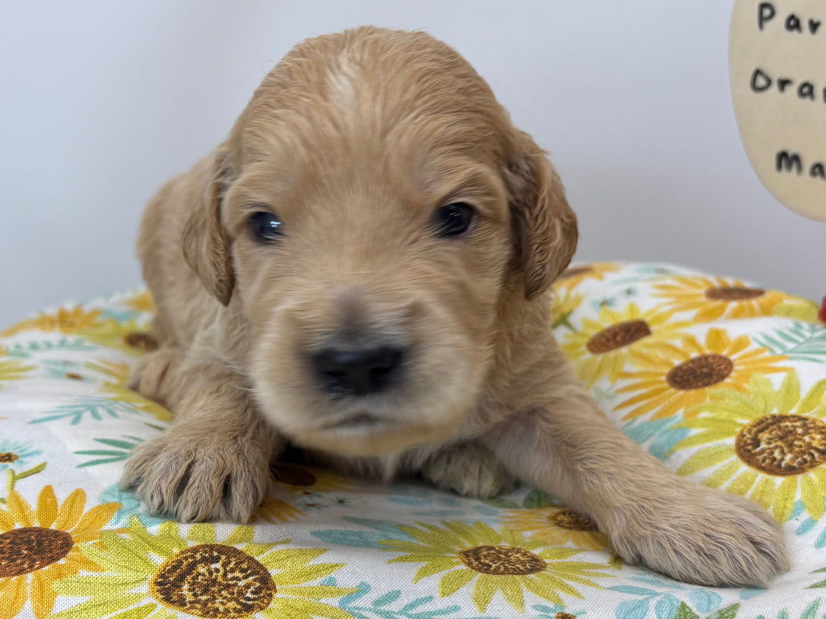 Paris Orange Collar Male