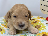 Paris Black Collar Male