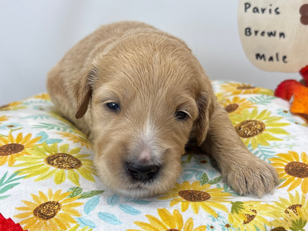 Paris Brown Collar Male