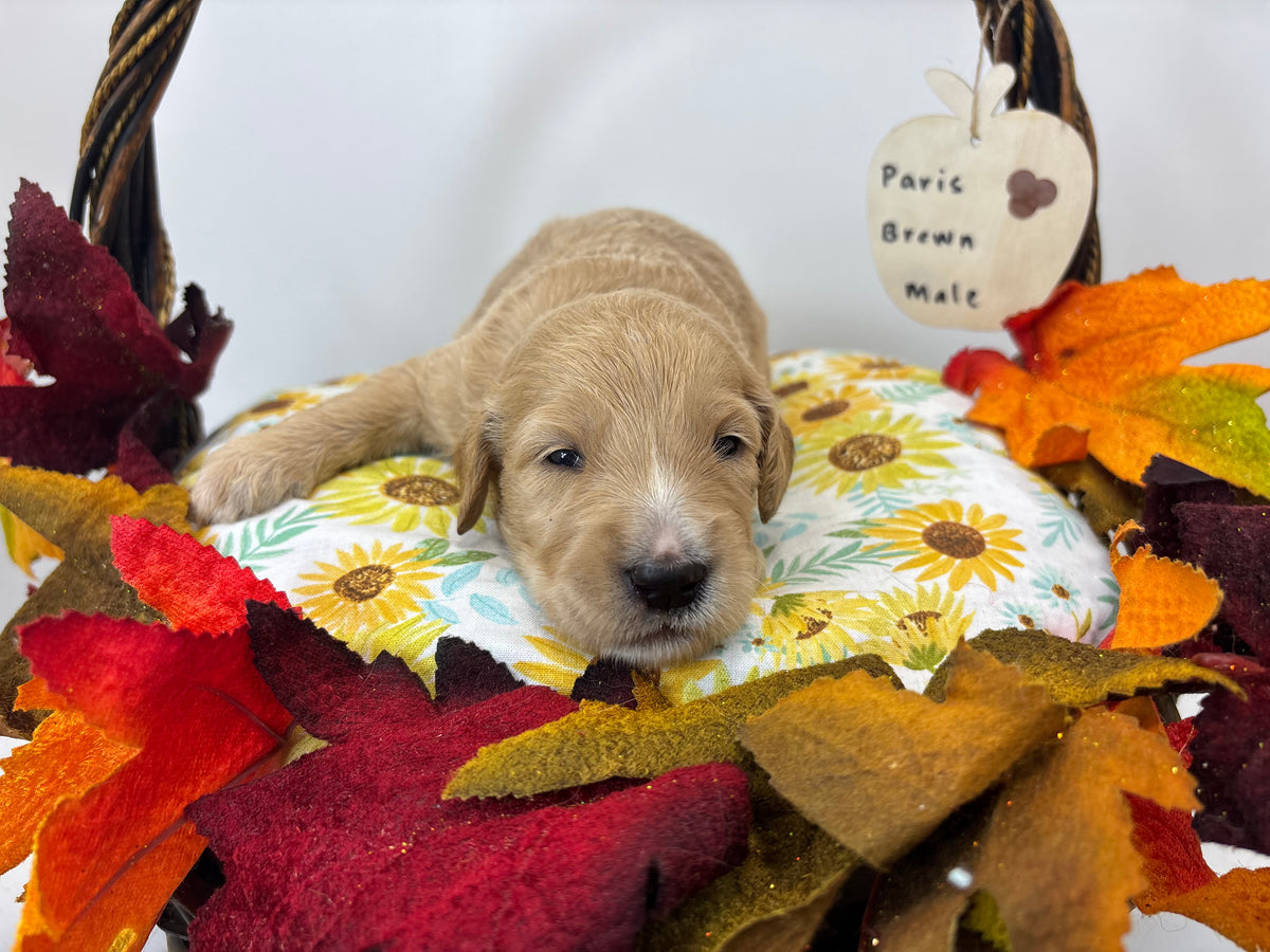 Paris Brown Collar Male