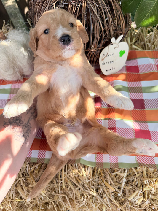 Paris Green Collar Male