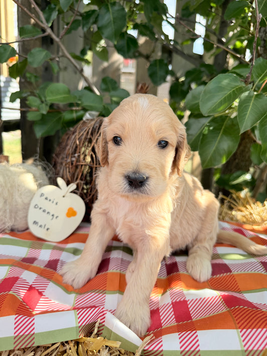 Paris Orange Collar Male