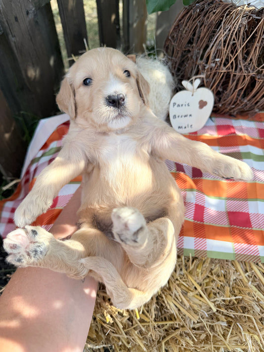 Paris Brown Collar Male