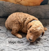 Magic Blue Collar Male