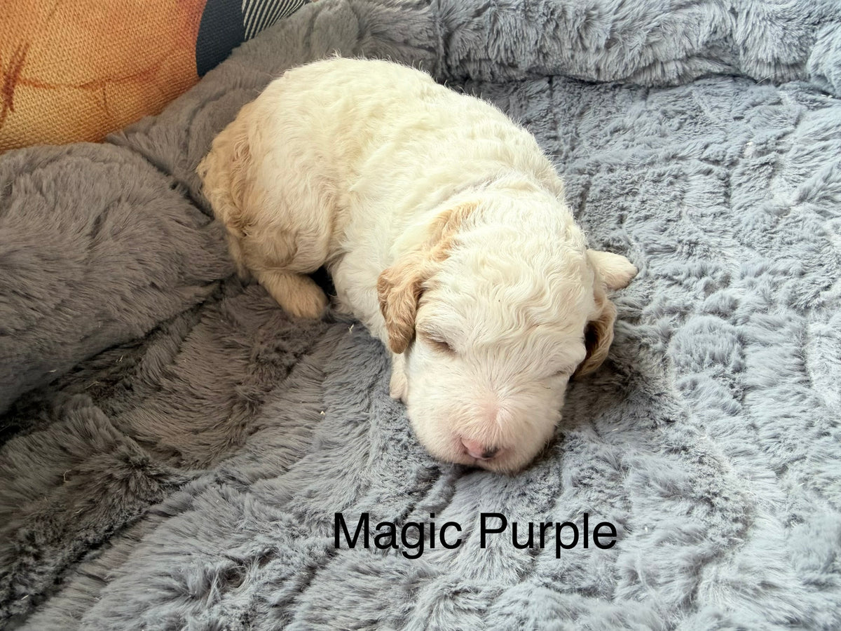 Magic Purple Collar Female