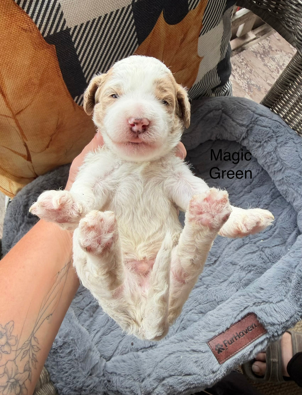 Magic Green Collar Male