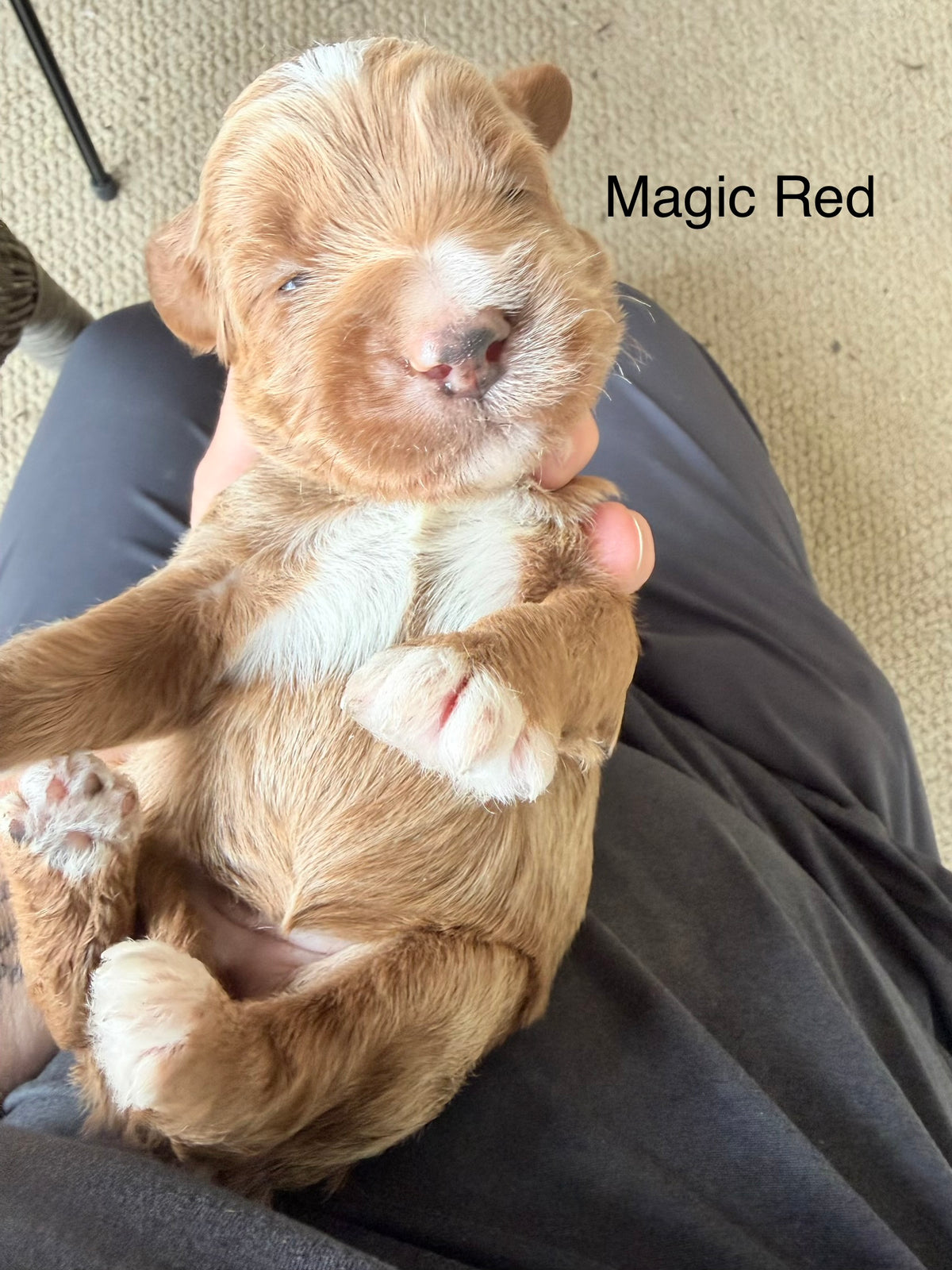 Magic Pink Collar Female