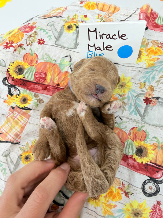 Miracles Blue Collar Male