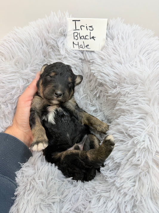 Iris Black Collar Male