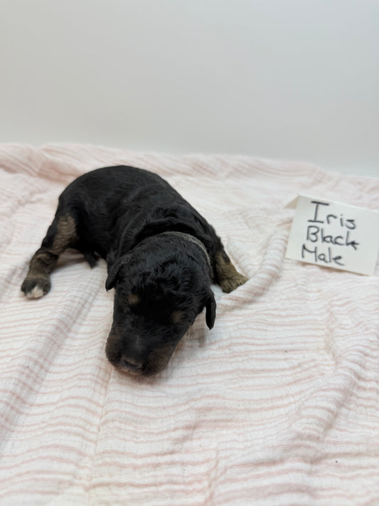 Iris Black Collar Male