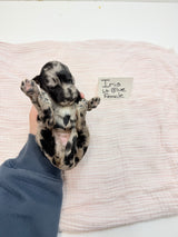 Iris Lt Blue Collar Female