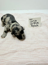 Iris Lt Blue Collar Female