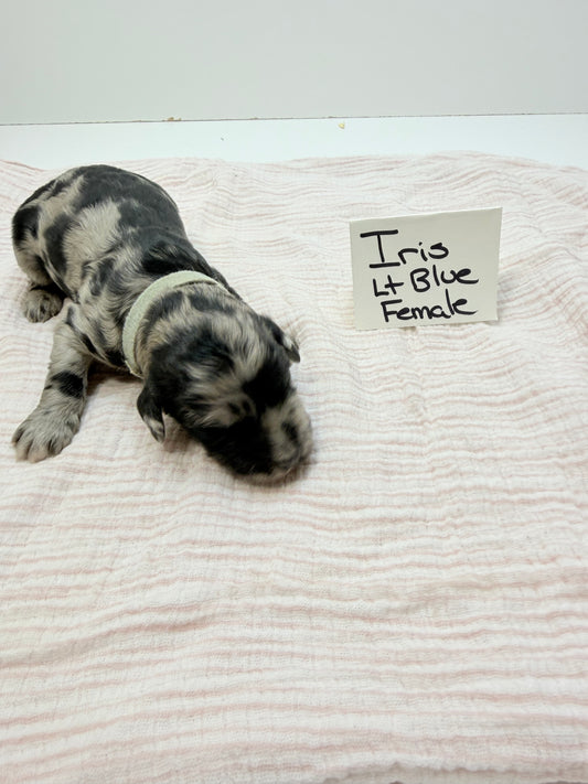 Iris Lt Blue Collar Female