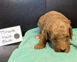 Miracles Black Collar Male