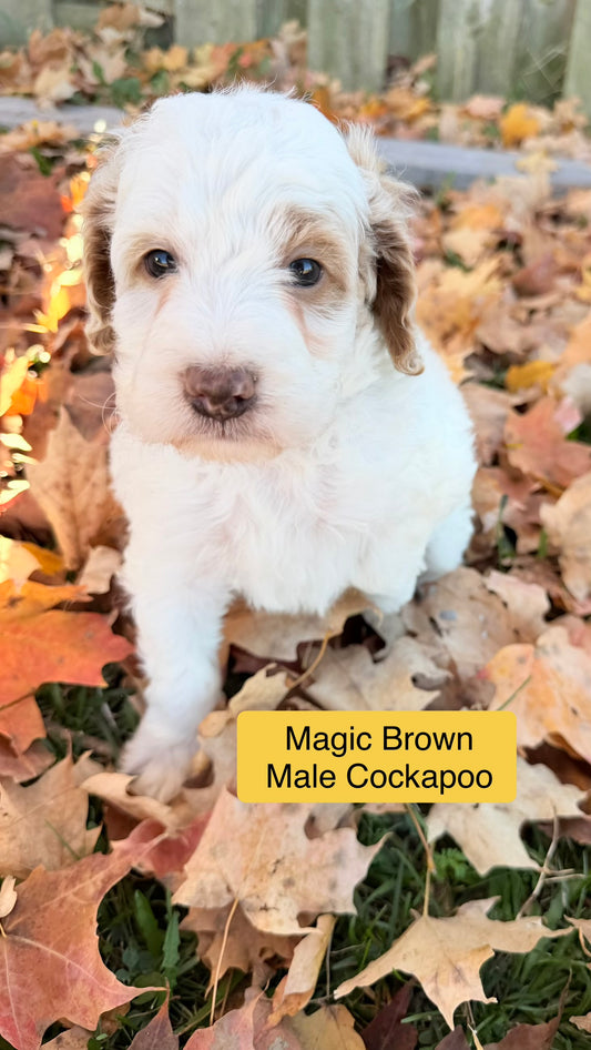 Magic Brown Collar Male
