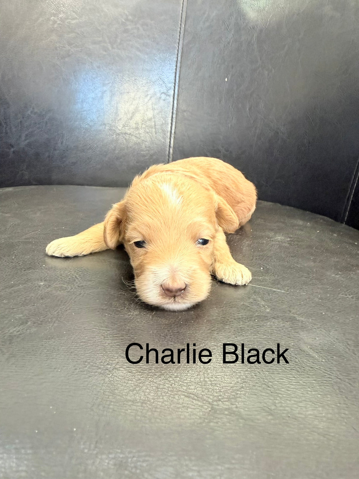 Charlie Black Collar Male