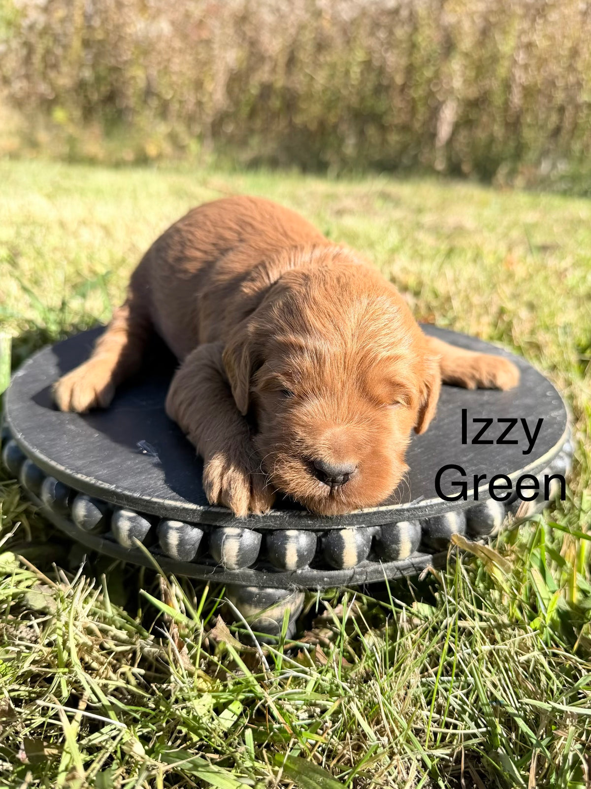 Izzy Green Collar Male