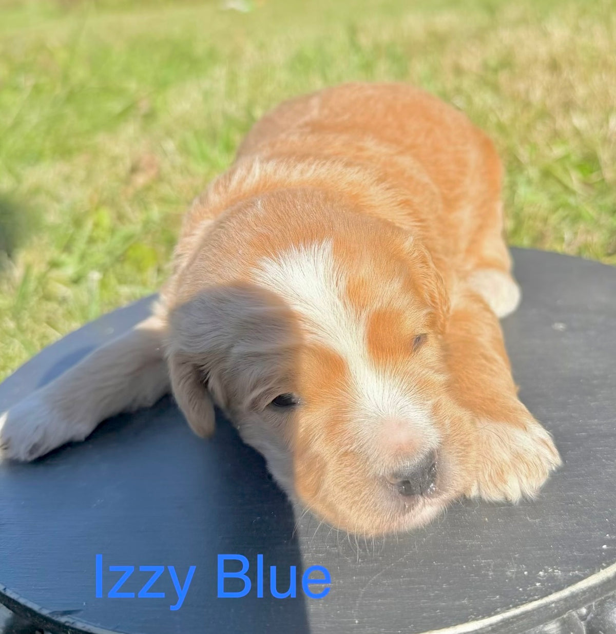 Izzy  Blue Collar Male