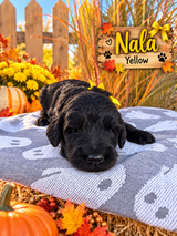 Nala Yellow Collar Female