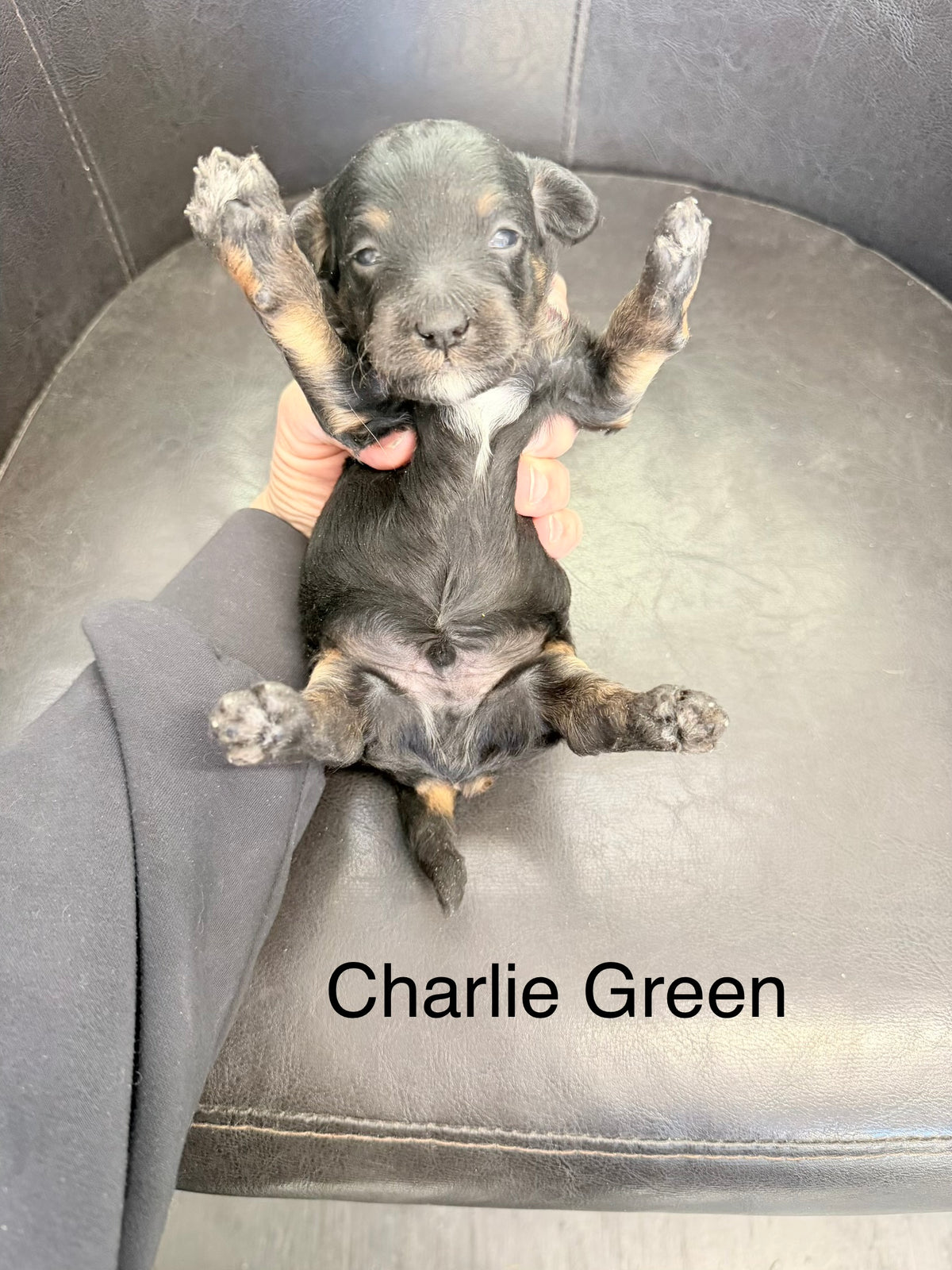 Charlie Green Collar Male