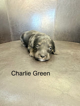 Charlie Green Collar Male