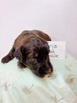 Iris Red Collar Female